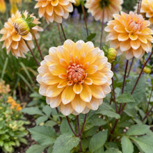 Load image into Gallery viewer, OpenPlantData Dahlia Seattle