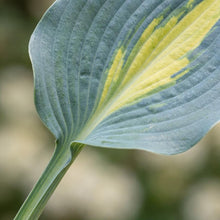 Load image into Gallery viewer, OpenPlantData Hosta Touch of Class