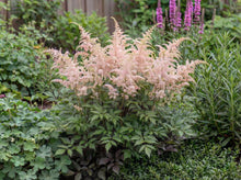 Load image into Gallery viewer, OpenPlantData Astilbe Hennie Graafland