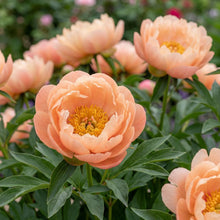 Load image into Gallery viewer, OpenPlantData Peony Lactiflora Kings Day