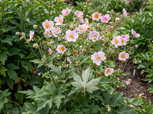 Load image into Gallery viewer, OpenPlantData Anemone tomentosa Robustissima