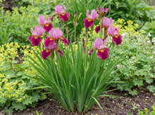 Load image into Gallery viewer, OpenPlantData Iris Sibirica Miss Apple