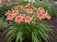 Load image into Gallery viewer, OpenPlantData Hemerocallis Rosy Returns