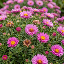 Load image into Gallery viewer, OpenPlantData Aster Jenny