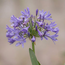 Load image into Gallery viewer, OpenPlantData Agapanthus africanus
