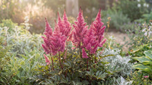 Load image into Gallery viewer, OpenPlantData Astilbe Maggie Daley