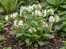 Load image into Gallery viewer, OpenPlantData Pulmonaria Officinalis Sissinghurst White