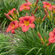 Load image into Gallery viewer, OpenPlantData Hemerocall Bourbon Kings