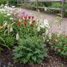 Load image into Gallery viewer, OpenPlantData Sanguisorba tenuifolia Strawberry Frost