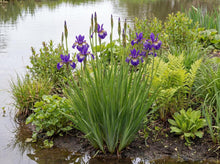 Load image into Gallery viewer, OpenPlantData Iris Gerald Darby