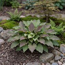 Load image into Gallery viewer, OpenPlantData Hosta First Blush
