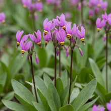 Load image into Gallery viewer, OpenPlantData Primula meadia