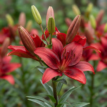 Load image into Gallery viewer, OpenPlantData Lilium Salinero