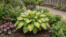 Load image into Gallery viewer, OpenPlantData Hosta Brother Stefan