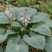 Load image into Gallery viewer, OpenPlantData Hosta T Rex