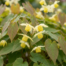 Load image into Gallery viewer, OpenPlantData Epimedium versicolor Sulphureum