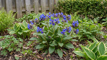 Load image into Gallery viewer, OpenPlantData Pulmonaria Blue Ensign