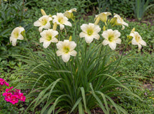 Load image into Gallery viewer, OpenPlantData Hemerocallis Joan Senior