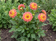 Load image into Gallery viewer, OpenPlantData Dahlia Firepot