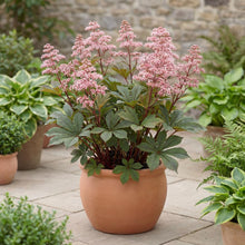 Load image into Gallery viewer, OpenPlantData Rodgersia pinnata Superba