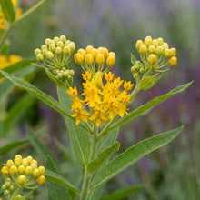 Load image into Gallery viewer, OpenPlantData Asclepias tuberosa Hello Yellow