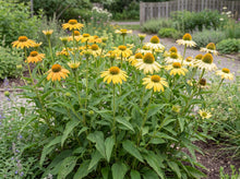 Load image into Gallery viewer, OpenPlantData Echinacea purpurea Mellow Yellows