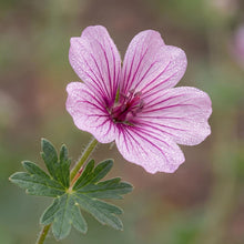 Load image into Gallery viewer, OpenPlantData Geranium cinereum Ballerina