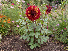Load image into Gallery viewer, OpenPlantData Dahlia Bohemian Spartacus
