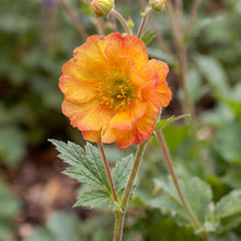 Load image into Gallery viewer, OpenPlantData Geum Miss Clementine
