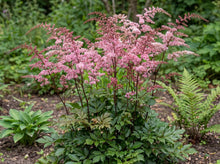 Load image into Gallery viewer, OpenPlantData Astilbe Pretty In Pink