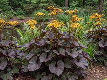 Load image into Gallery viewer, OpenPlantData Ligularia dentata BBQ Banana