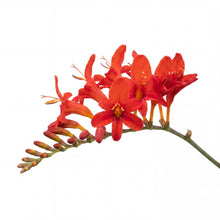 Load image into Gallery viewer, OpenPlantData Crocosmia crocosmiiflora Red King