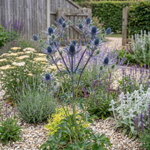 Load image into Gallery viewer, OpenPlantData Eryngium Big Blue