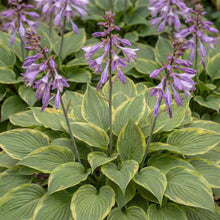 Load image into Gallery viewer, OpenPlantData Hosta Golden Tiara