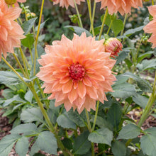 Load image into Gallery viewer, OpenPlantData Dahlia Fairway Spur