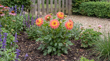 Load image into Gallery viewer, OpenPlantData Dahlia Firepot
