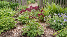 Load image into Gallery viewer, OpenPlantData Astrantia major Sparkling Stars Red