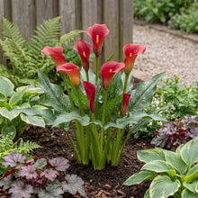 Load image into Gallery viewer, OpenPlantData Calla Bloody Mary