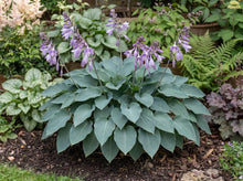 Load image into Gallery viewer, OpenPlantData Hosta Blue Cadet