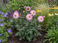 Load image into Gallery viewer, OpenPlantData Dahlia Pacific Jewel