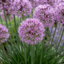Load image into Gallery viewer, OpenPlantData Allium Millenium