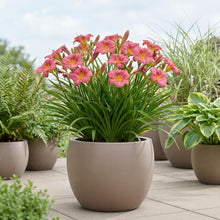 Load image into Gallery viewer, OpenPlantData Hemerocallis Summer Wine