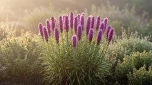 Load image into Gallery viewer, OpenPlantData Liatris spicata Goblin