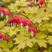 Load image into Gallery viewer, OpenPlantData Dicentra Jolly HeartsSpark