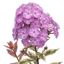 Load image into Gallery viewer, OpenPlantData Phlox paniculata Olympus