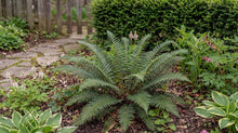 Load image into Gallery viewer, OpenPlantData Polystichum Acrostichoides