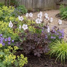 Load image into Gallery viewer, OpenPlantData Geranium pratense Midnight Ghost