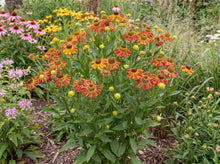 Load image into Gallery viewer, OpenPlantData Helenium Tie Dye