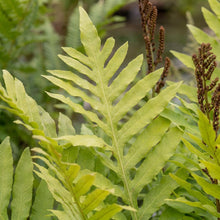 Load image into Gallery viewer, OpenPlantData Onoclea Sensibilis Fern Sensitive
