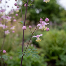 Load image into Gallery viewer, OpenPlantData Thalictrum delavayi